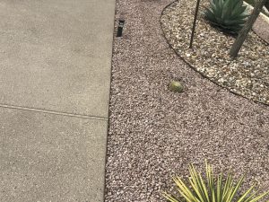 Desert landscape with cactus and agave plants